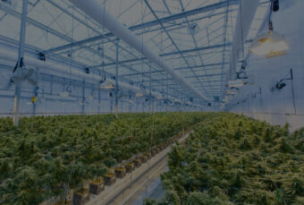 EMBLEM CANNABIS